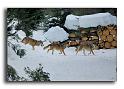 174-MH01260-loup-canis-lupus-parc alfa